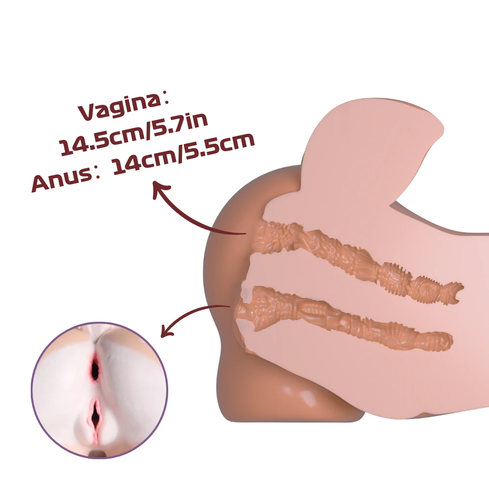 Cross section of vaginal and anal channels